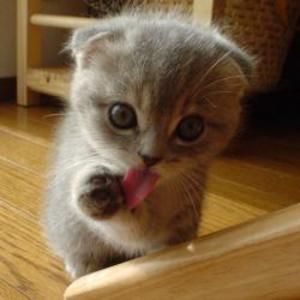 dirty cat